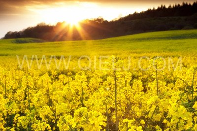 菜籽榨油机(图1)